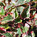 Reconnaissable à ses feuilles en forme de cœur