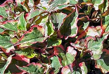 Reconnaissable à ses feuilles en forme de cœur