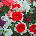 Des pétunias retombants...