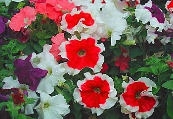 Des pétunias retombants...