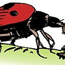 Un puceron en gros plan, prêt à s'attaquer aux boutons de rose