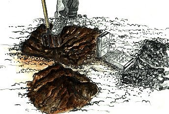 Trou de plantation : Ne lésinez ni sur la profondeur ni sur l'amélioration de la terre !