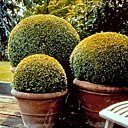Topiaires en boules, buis taillé.