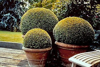 Topiaires en boules, buis taillé.