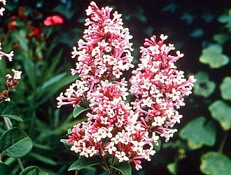 Lilas à petites feuilles