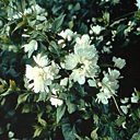 Le seringat, jasmin des poètes !