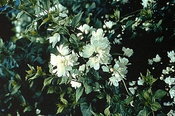 Le seringat, jasmin des poètes !