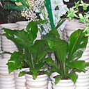 Fougères d'intérieur