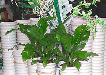 Fougères d'intérieur