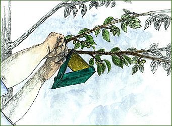 Voilà comment protéger ses prunes des carpocapses