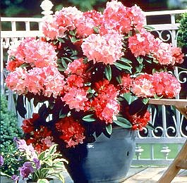 Rhododendron Yak, rond et dense