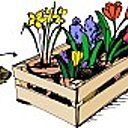 Disposer narcisses, tulipes jacinthes, crocus par groupe de 3