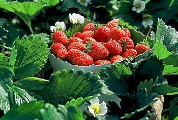 Chics fraises de balcon ! Choisissez le fraisier remontant.