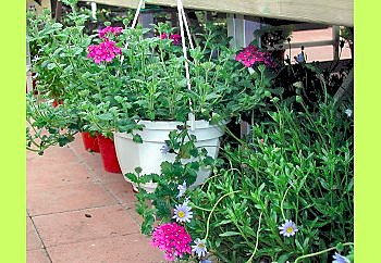 Belle verveine en large pot