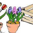 Il faut 3 narcisses, 3 crocus, 3 jacinthes et 3 tulipes en pot