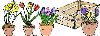 Il faut 3 narcisses, 3 crocus, 3 jacinthes et 3 tulipes en pot