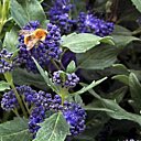 Caryoptéris, mais il y a bleu et bleu...