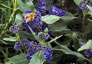 Caryoptéris, mais il y a bleu et bleu...