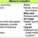 Tout savoir sur les liquidambars
