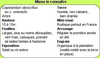 Tout savoir sur les liquidambars
