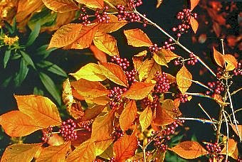 Calliparca jaune doré incomparable.