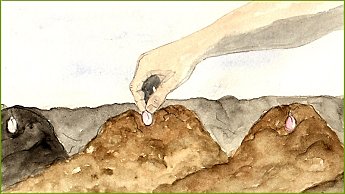 Vous préférez l'ail blanc le plus précoce et l'ail violet les plus forts en goût ?