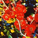 Le cognassier du Japon en février