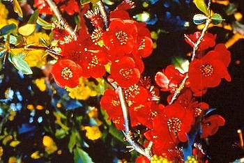 Le cognassier du Japon en février