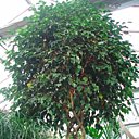 Appelé aussi Figuier pleureur