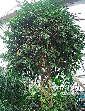 Appelé aussi Figuier pleureur