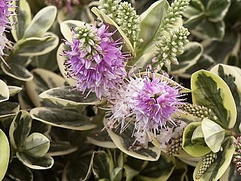 Les fleurs de la Véronique