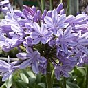 Les Agapanthes apprécient d'être plantées au soleil ou à mi-ombre