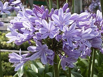 Les Agapanthes apprécient d'être plantées au soleil ou à mi-ombre