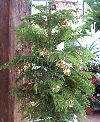 L'Araucaria, un arbre de Noël d'une autre nature