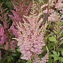 Astilbe, massif ou plate-bande ?