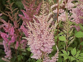 Astilbe, massif ou plate-bande ?