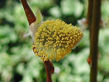 Chaton de saule marsault