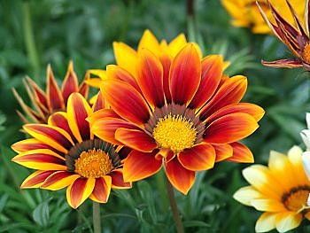 Fleur idéale pour illuminer votre jardin