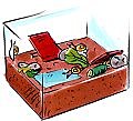 Dépose délicatement tes escargots sur la terre. Place le couvercle sur l'aquariumPose régulièrement de la nourriture (feuilles de salade, de chou, morceau de courgette...) dans un coin de l'aquarium et pulvérise avec un jet fin la surface de la terre chaque soir.
