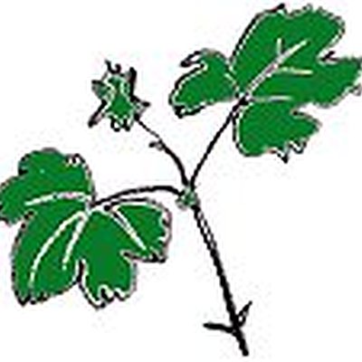 Bouturer ses géraniums