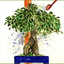 Des bonsaïs à l'aise en hiver