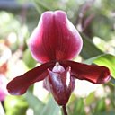 Sabot de Vénus orchidée facile !