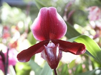 Sabot de Vénus orchidée facile !