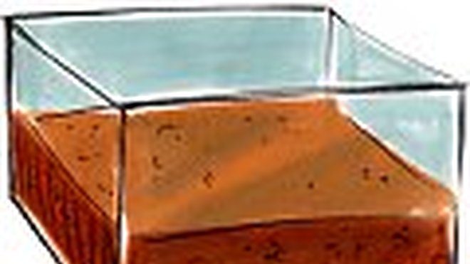 Remplis l'aquarium d'une couche de terre de 6 cm d'épaisseur.