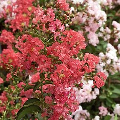 Lilas d'été flamboyant Lilas d'été flamboyant