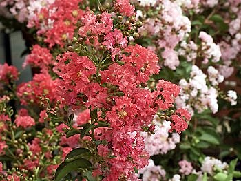 Lilas d'été flamboyant