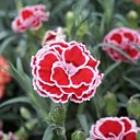 L'œillet des fleuristes, commun ?