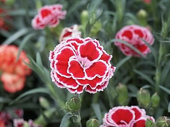 L'œillet des fleuristes, commun ?