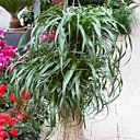 Beaucarnéa : élégant et robuste