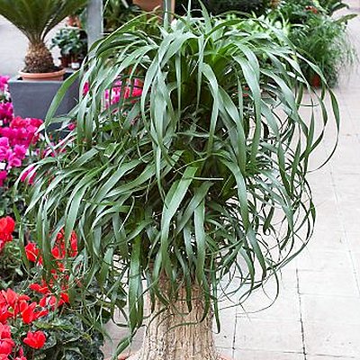 Beaucarnéa : élégant et robuste